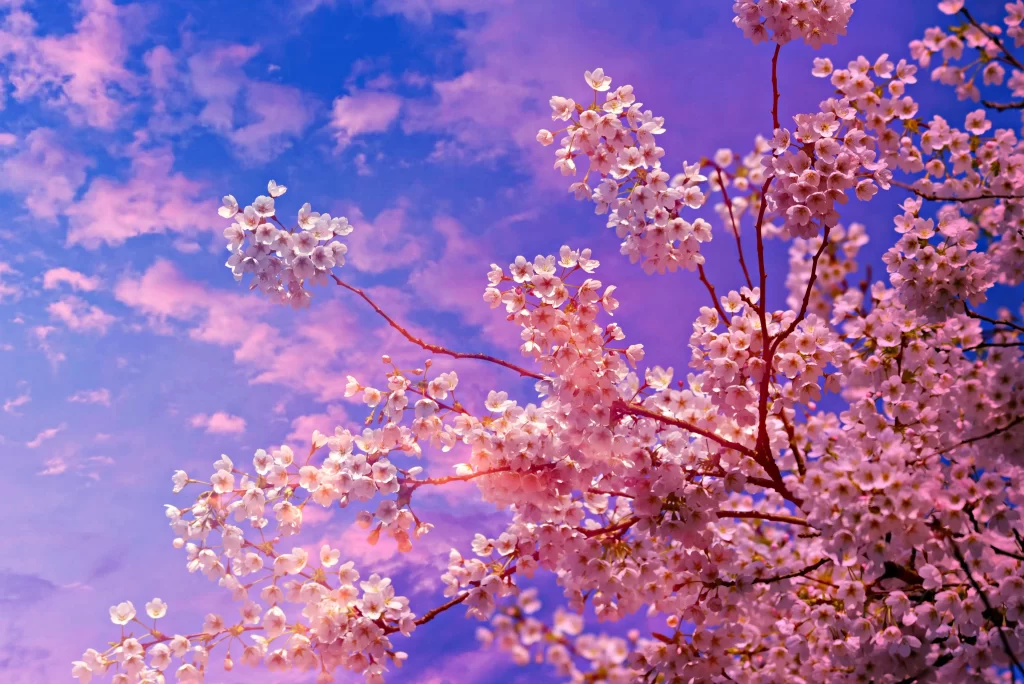 Cherry Blossom Pink White Blue Sky Clouds