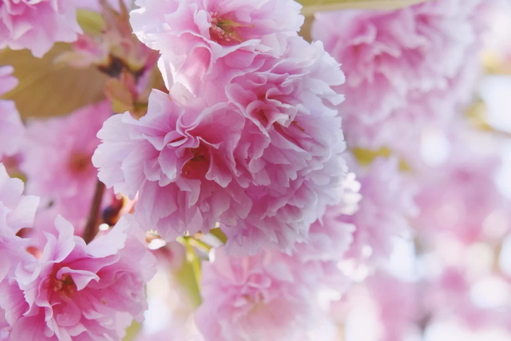 Cherry Blossom Pink White Petal Spring warm Branch