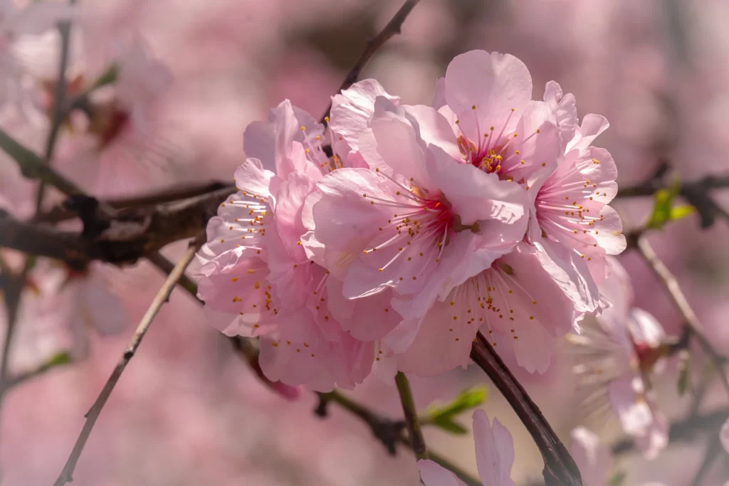 Cherry Blossom Pink White Petal Spring warm Branch
