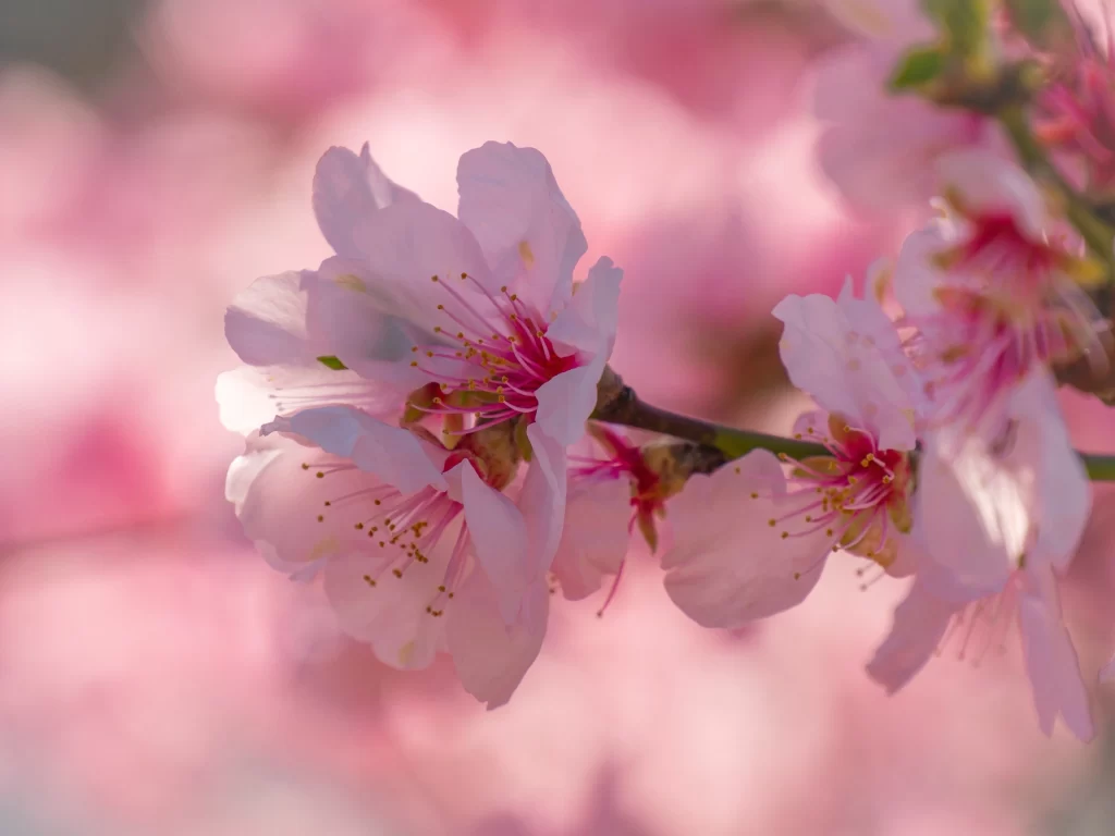 Cherry Blossom Pink White Petal Spring warm Branch