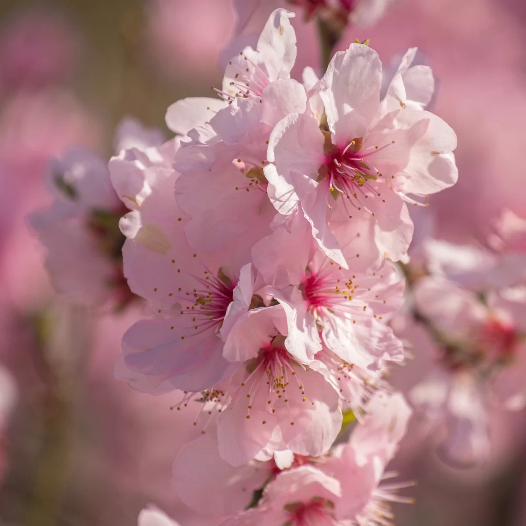 Cherry Blossom Pink White Petal Spring warm Branch