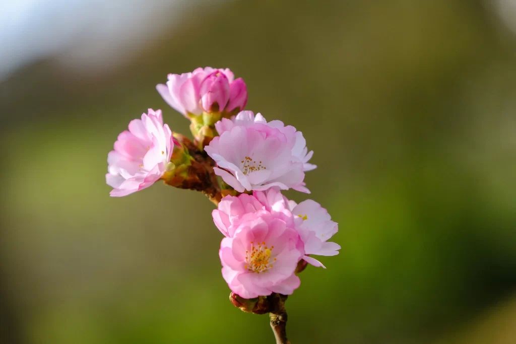 Cherry Blossom Pink White Yellow warm Green