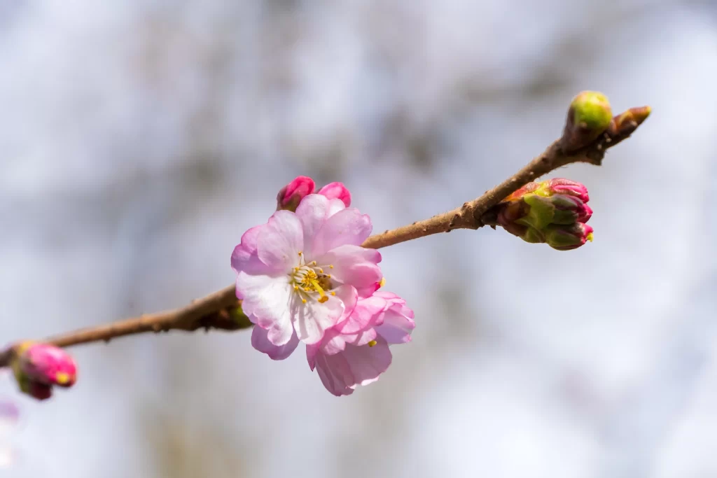 Cherry Blossom Pink White Yellow gray Green