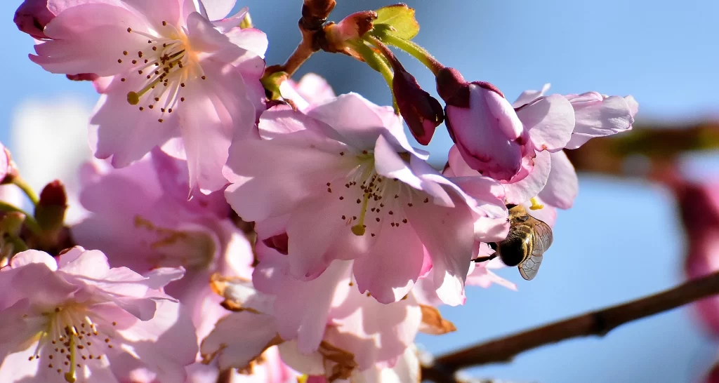 Cherry Blossom Pink White Petal Spring gray Branch