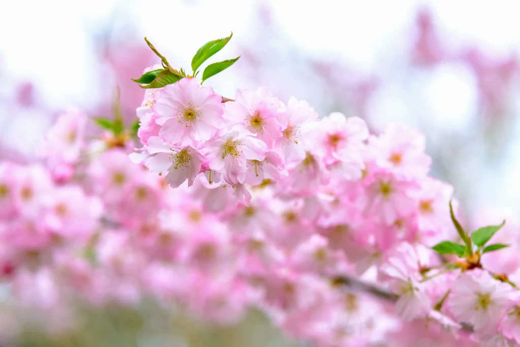 Cherry Blossom Pink White Petal Spring gray Branch