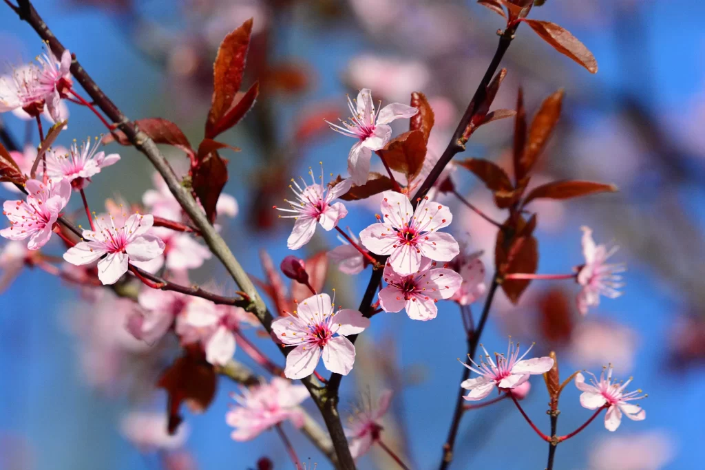 Cherry Blossom Pink White Red Blue gray Sky