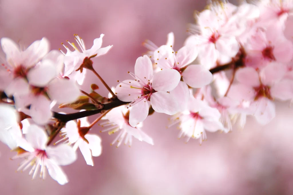 Cherry Blossom Pink White Petal Spring warm Branch