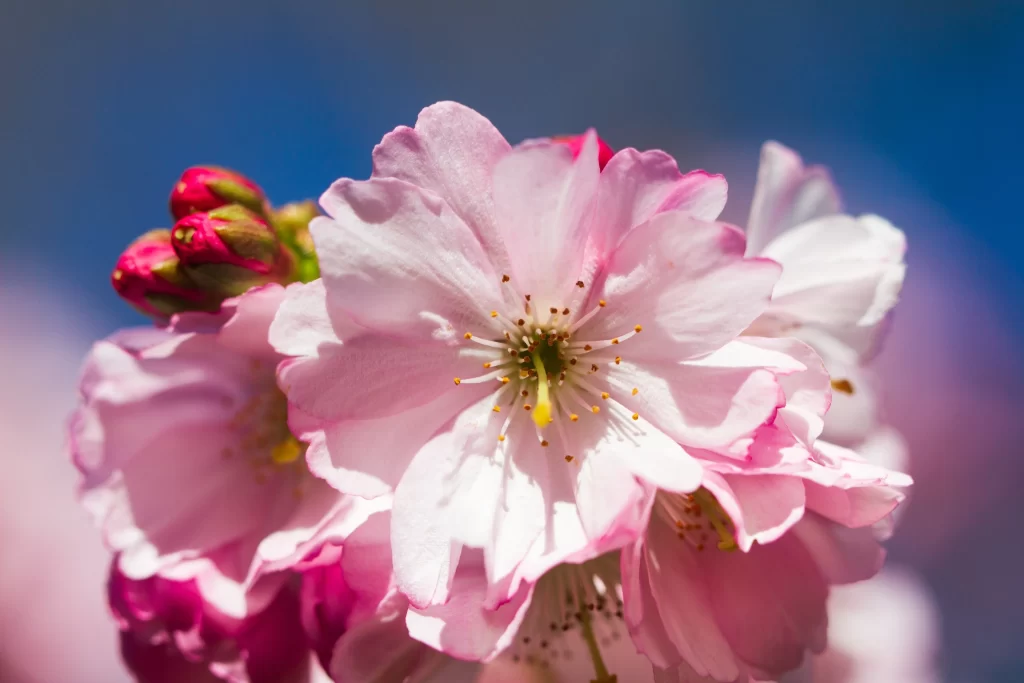 Cherry Blossom Pink White Petal Bloom gray Spring
