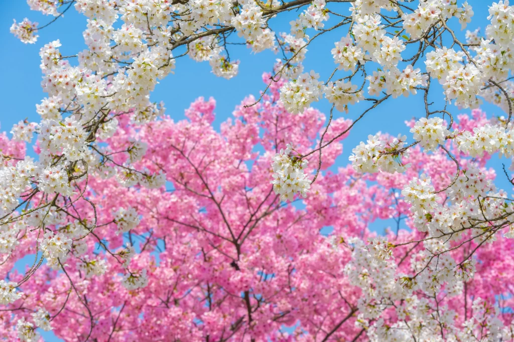 Cherry Blossom Pink White Blue Sky Spring