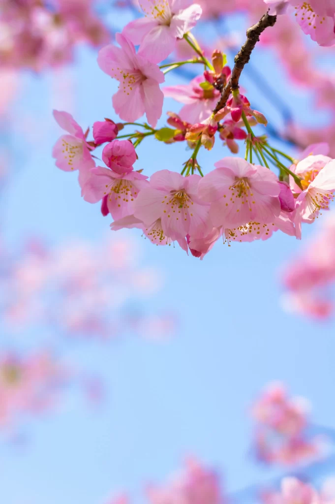 Cherry Blossom Pink White Yellow Blue cool Sky
