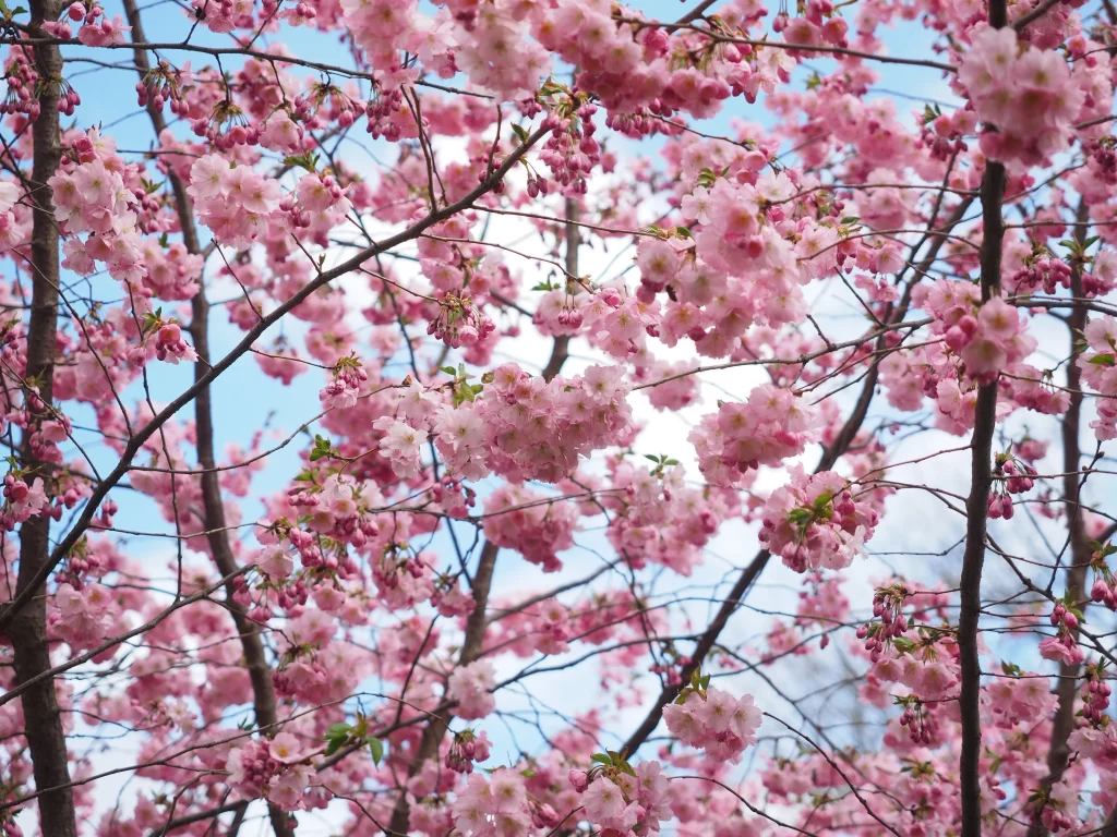 Cherry Blossom Pink White Blue Sky Branch