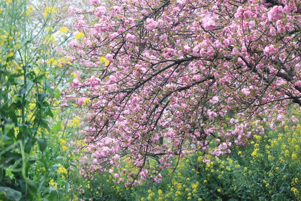 Cherry Blossom Pink Yellow Green gray Nature