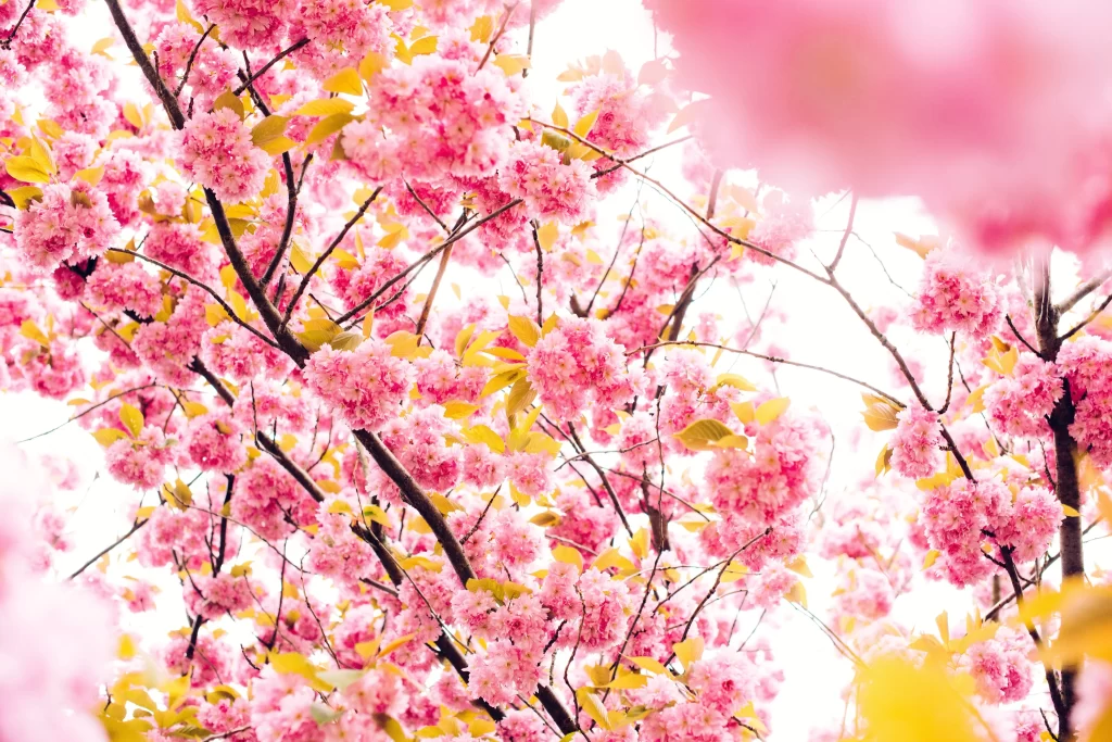 Cherry Blossom Pink Yellow Green Petal Branch