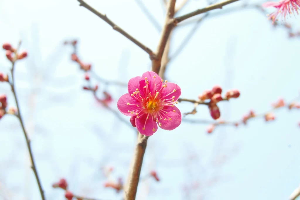 Cherry Blossom Pink Yellow Petal Spring Branch