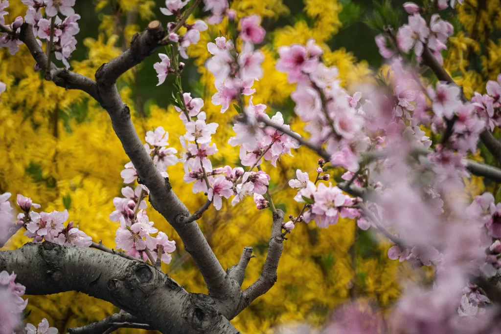 Cherry Blossom Pink Yellow Green Nature
