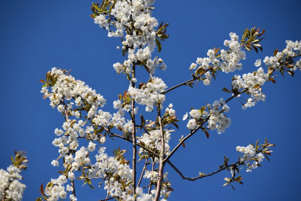 Cherry Blossom White Flower Petal Blue Sky Spring Branch