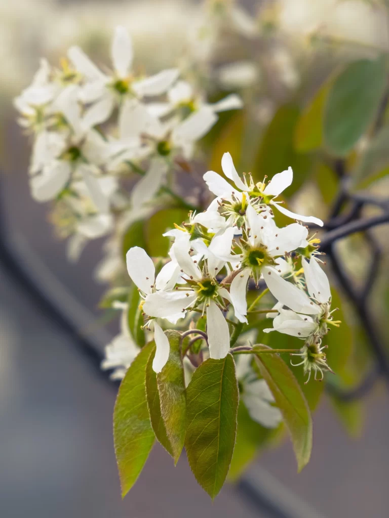 Cherry Blossom White Green Petal Leaf Spring
