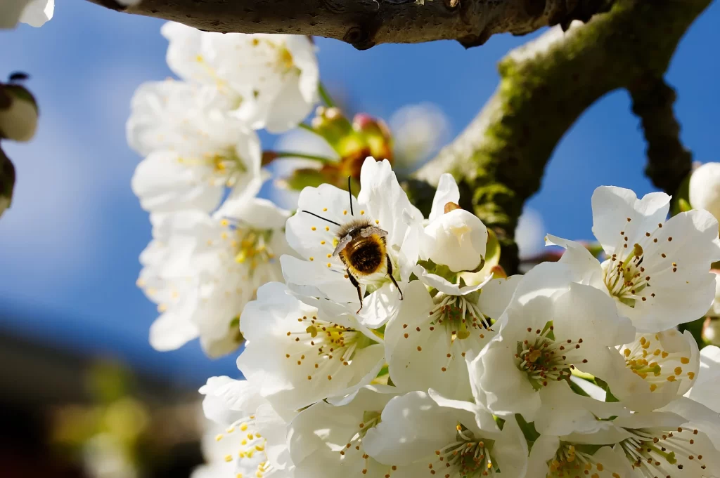 Cherry Blossom White Petal Yellow Stamen Blue gray Sky