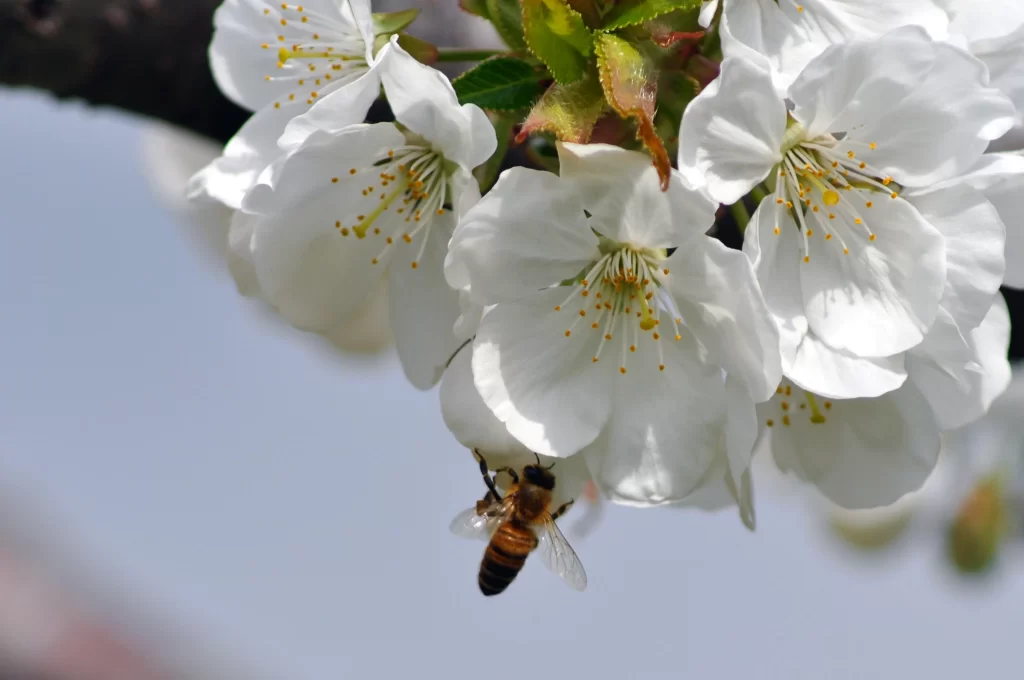 Cherry Blossom White Petal Yellow Stamen Green Leaf