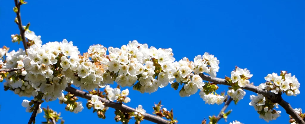 Cherry Blossom White Petal Spring Branch Blue cool Sky