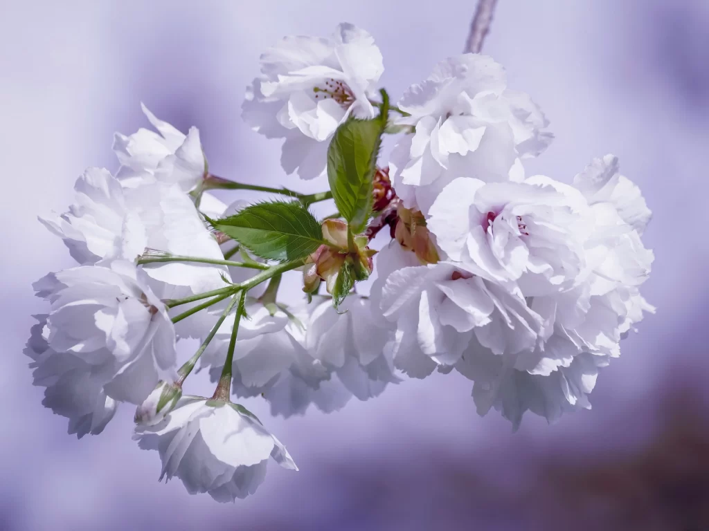 Cherry Blossom White Petal Green Leaf Spring gray Branch