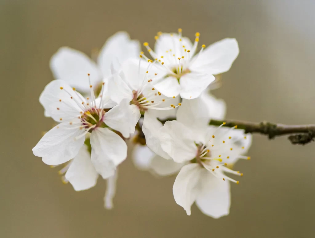 Cherry Blossom White Petal Yellow Stamen Spring Branch
