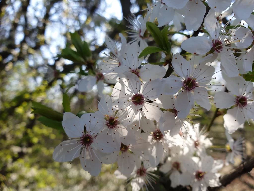 Cherry Blossom White Petal Pink Center Spring Branch