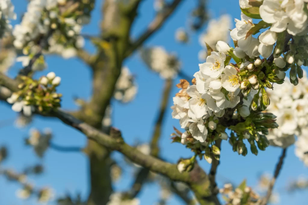 Cherry Blossom White Petal Spring Branch Blue gray Sky