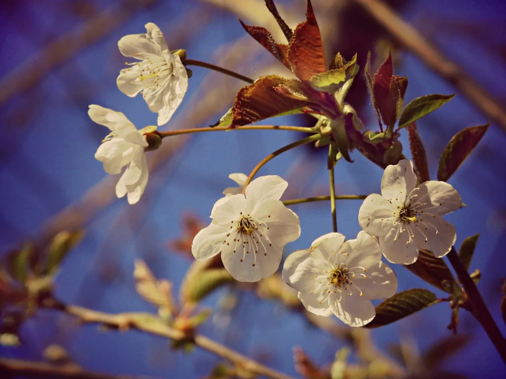 Cherry Blossom White Petal Spring Branch Blue gray Sky