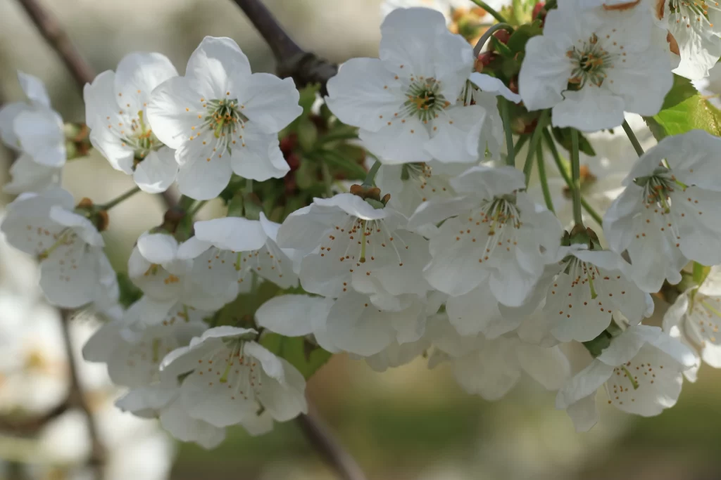 Cherry Blossom White Petal Spring gray Branch