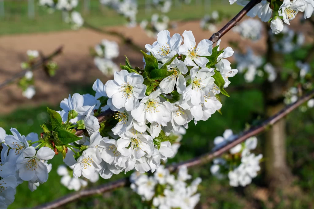 Cherry Blossom White Petal Spring Branch Green