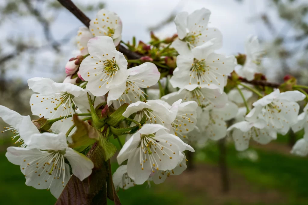 Cherry Blossom White Petal Green Leaf Spring gray Branch