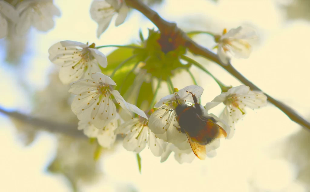 Cherry Blossom White Petal Spring warm Branch