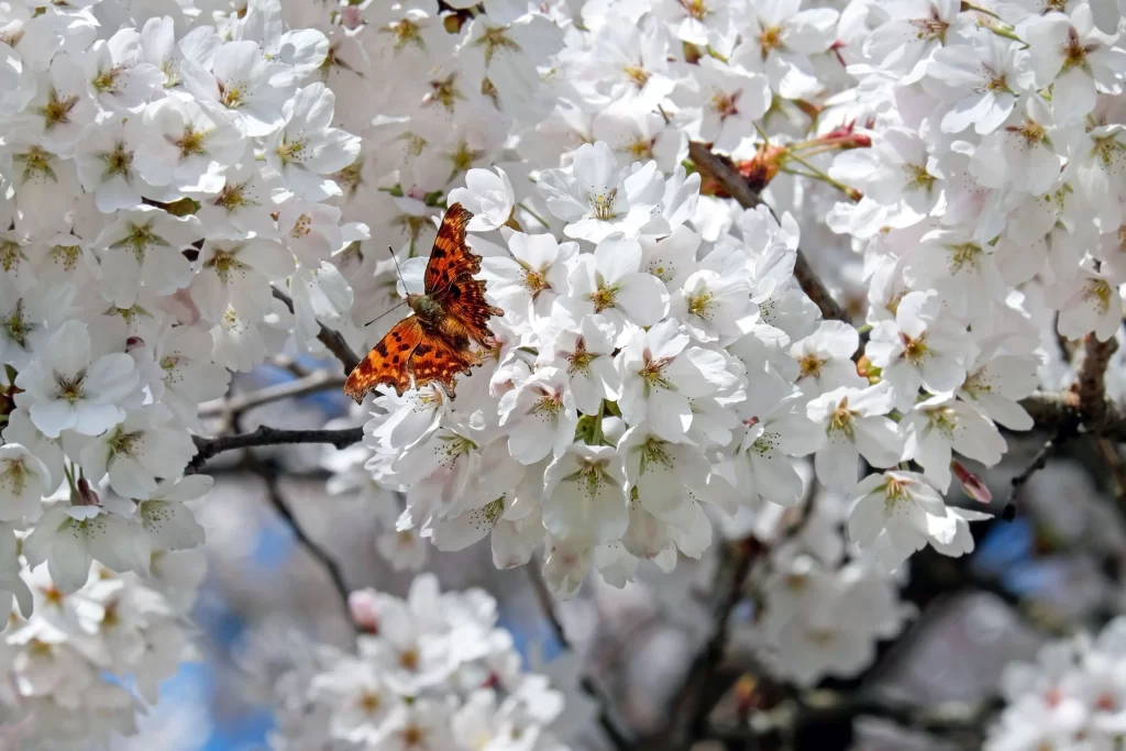 Cherry Blossom White Petal Spring Branch Butterfly