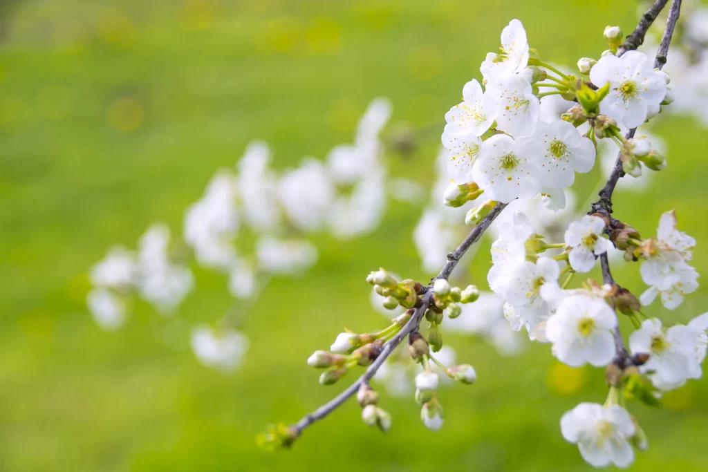 Cherry Blossom White Petal Spring Branch Green Background