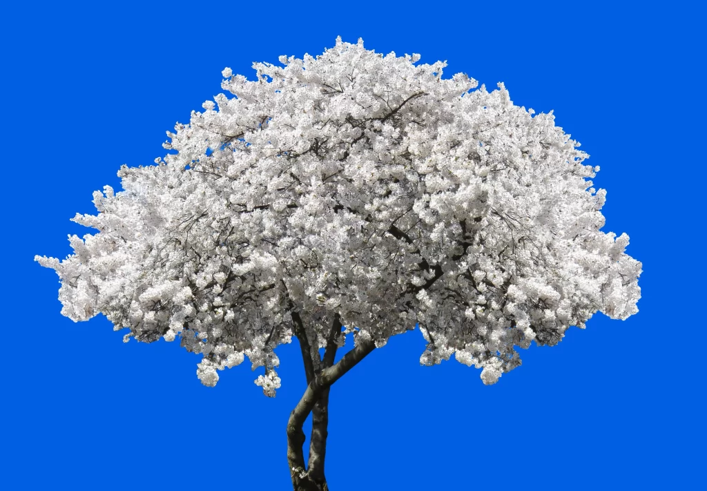 Cherry Blossom White Petals Blue Sky Spring