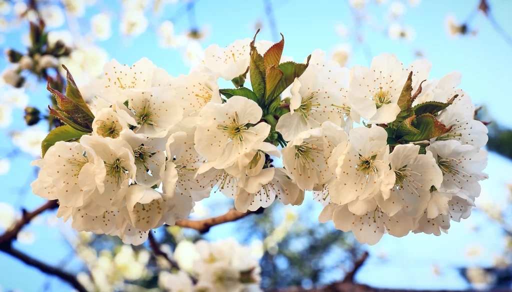 Cherry Blossom White Petal Green Leaf Blue gray Sky