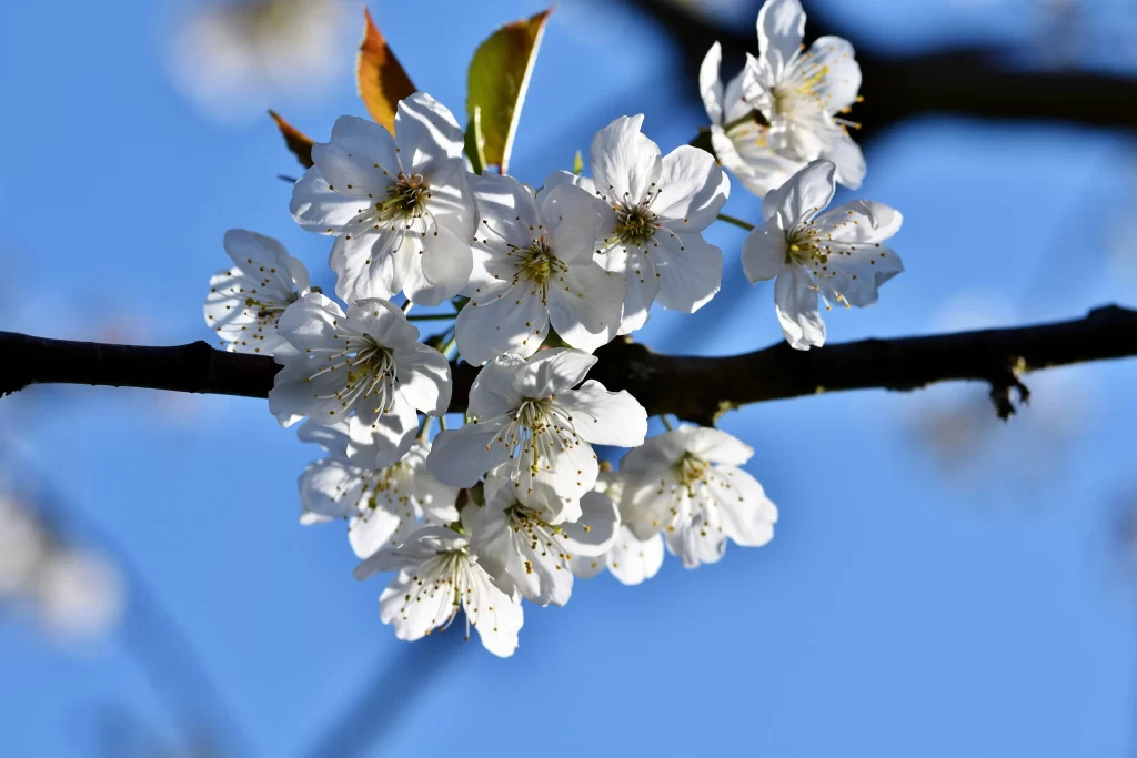 Cherry Blossom White Petal Blue Sky Branch
