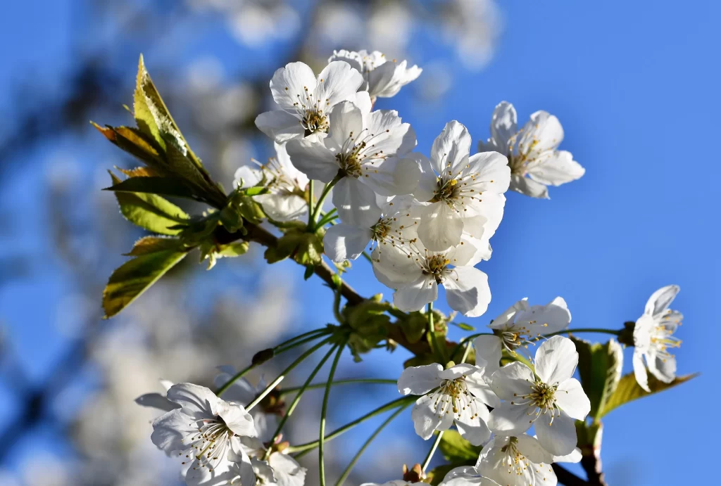 Cherry Blossom White Petal Green Leaf Blue cool Sky