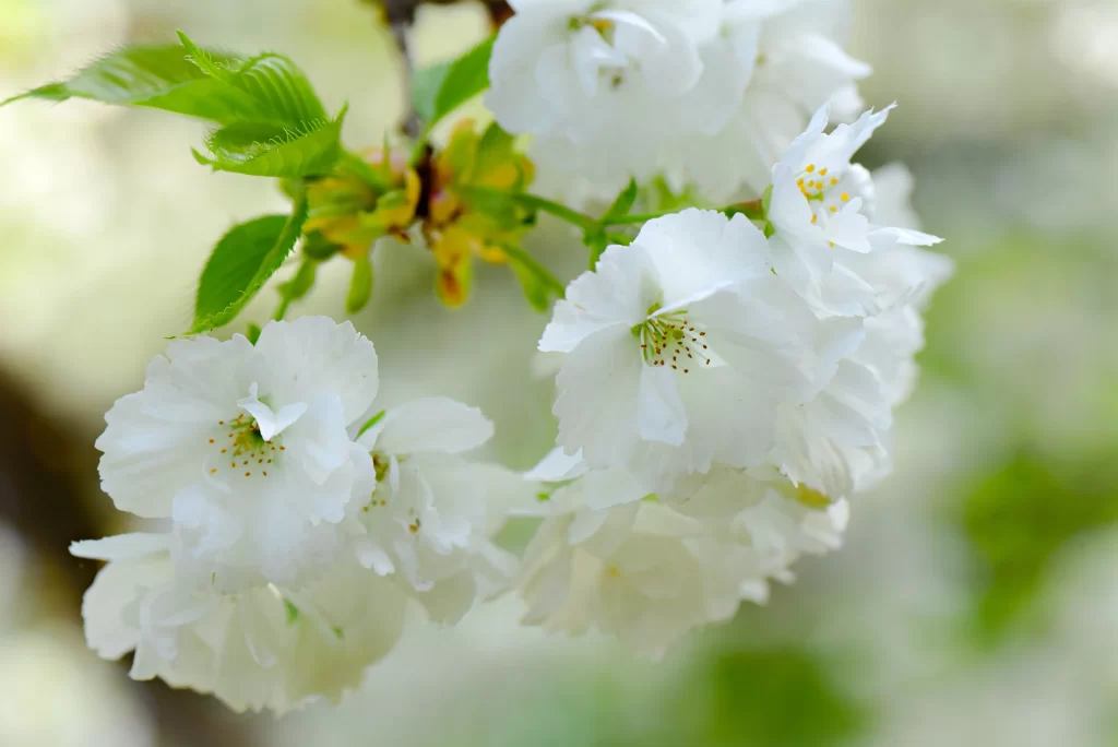 Cherry Blossom White Petal Spring Bloom Nature