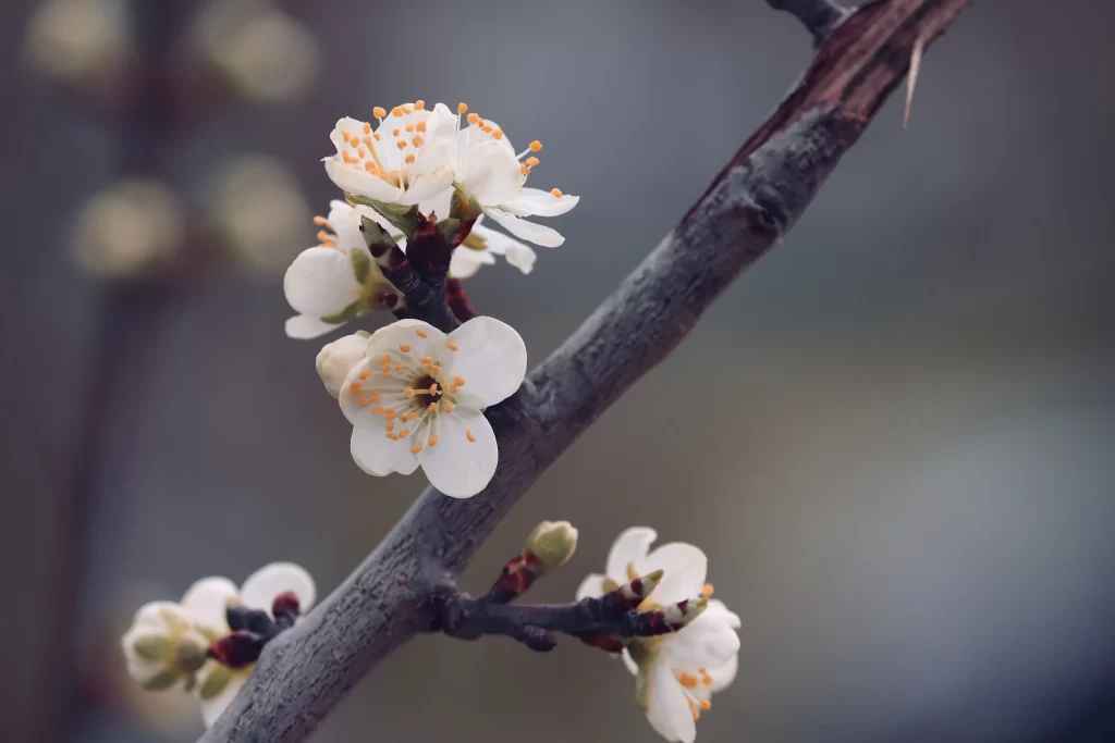 Cherry Blossom White Petal Yellow Stamen Branch