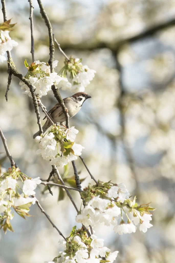 Cherry Blossom White Petal Spring Branch Bird