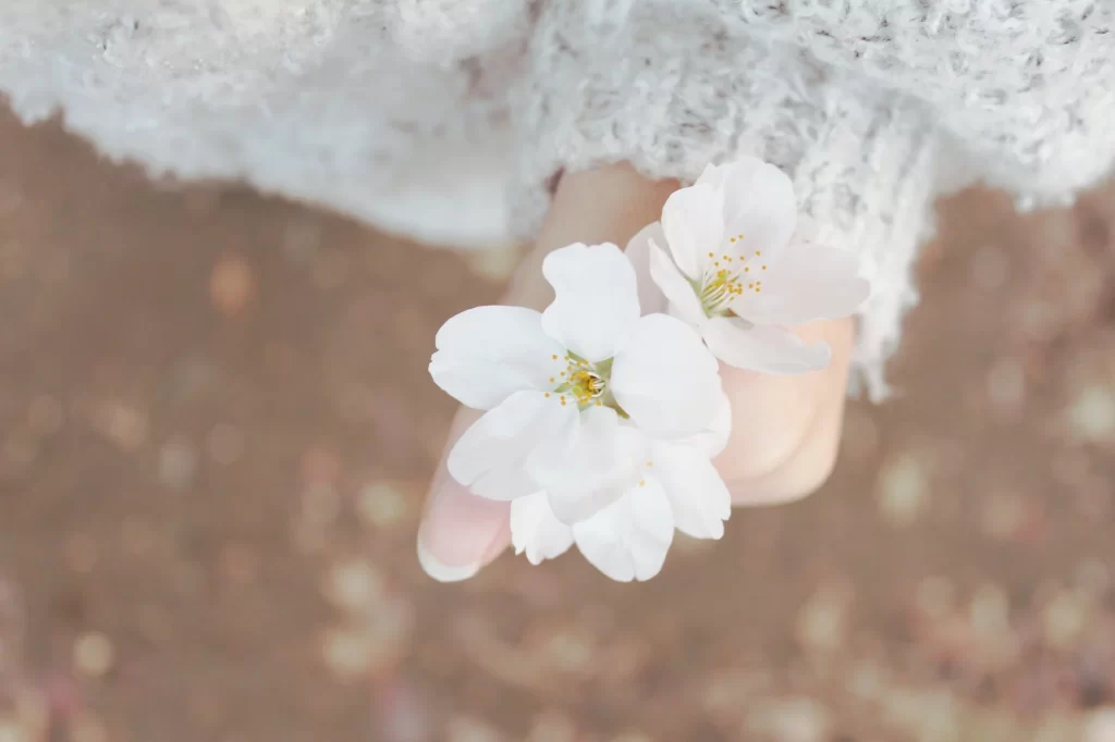 Cherry Blossom White Petal Yellow Stamen Soft Focus