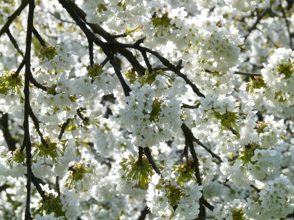 Cherry Blossom White Petal Spring gray Branch