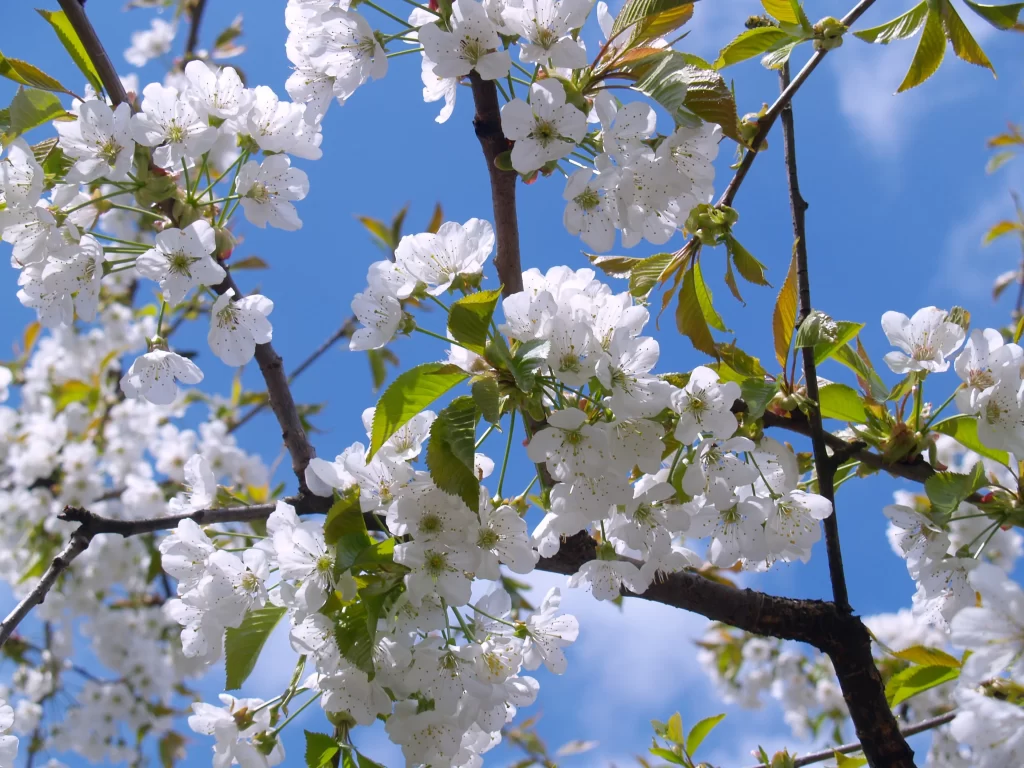 Cherry Blossom White Petal Green Leaf Blue gray Sky