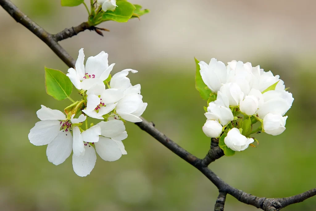 Cherry Blossom White Petal Green Leaf Spring warm Branch