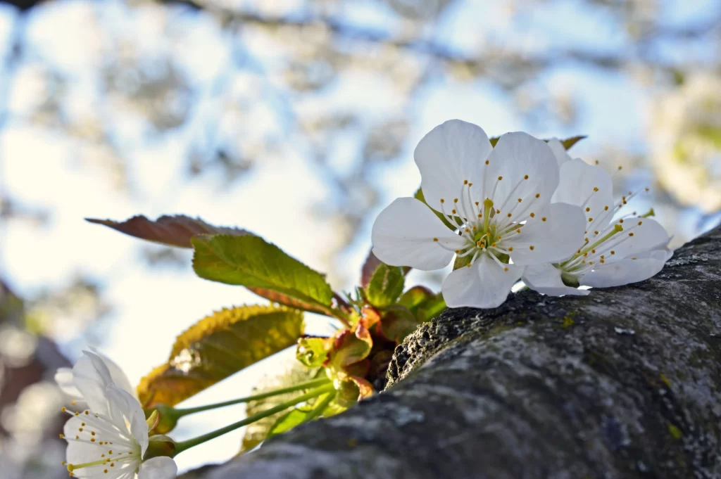 Cherry Blossom White Petal Green Leaf Blue gray Sky
