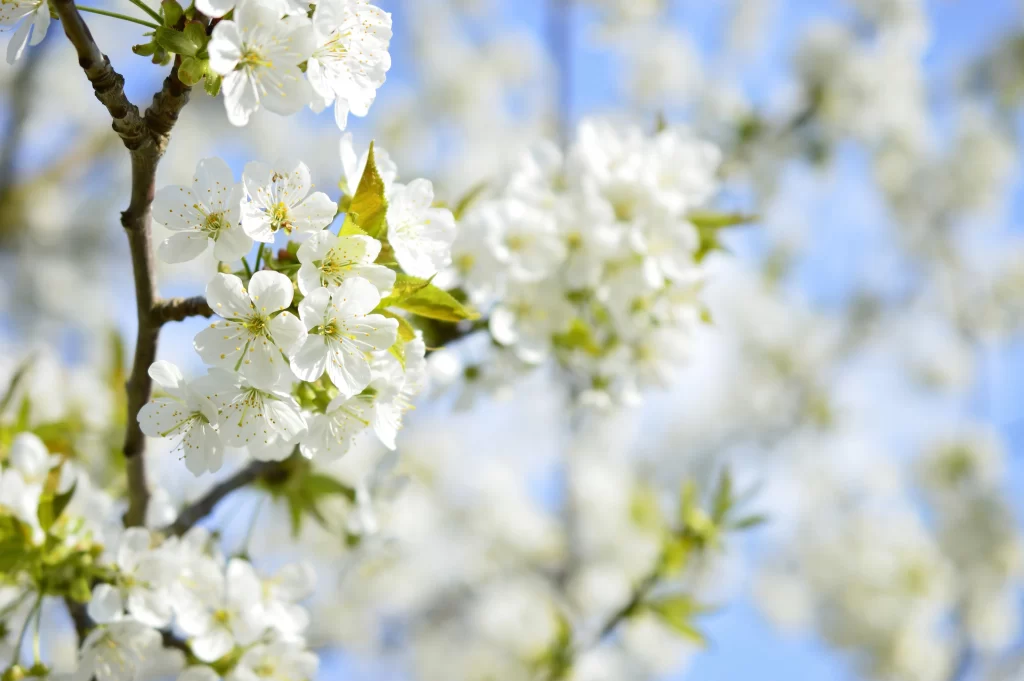Cherry Blossom White Petal Spring Branch Blue gray Sky