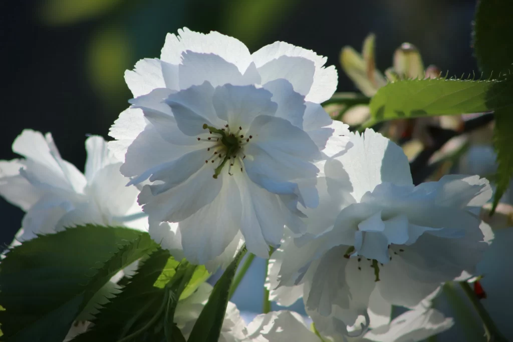 Cherry Blossom White Petal Green Leaf Spring Bloom