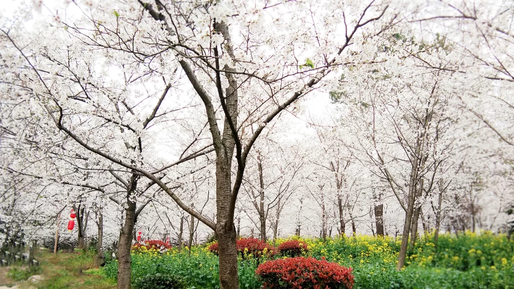 Cherry Blossom White Pink Yellow Green